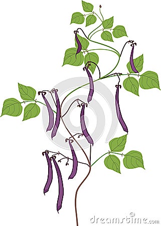 Bean plant with ripe purple pods and green leaves Vector Illustration